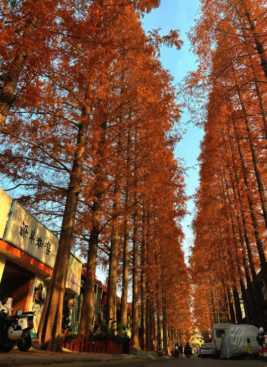 临沂「红杉」「红枫」浓度拉满，出片率100%