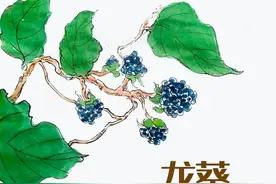 震撼！龙葵——小果大价值，颠覆你的认知图片