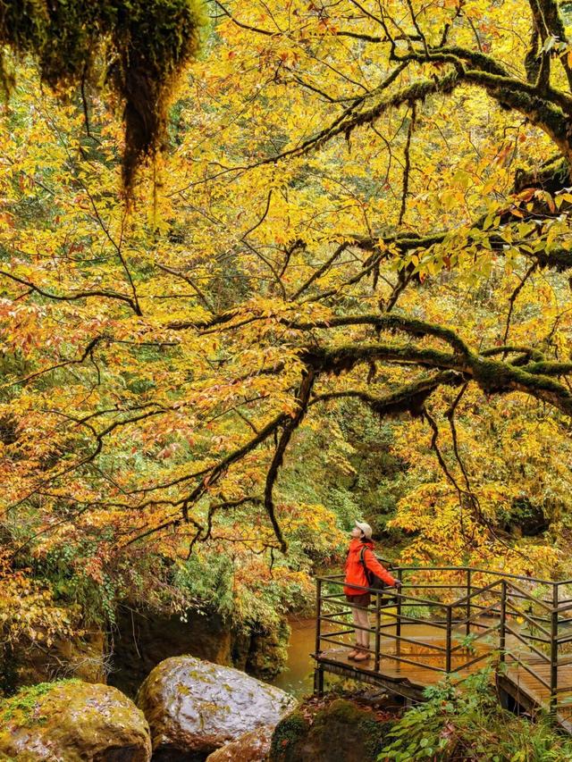 秋假免门票！抓住秋天的尾巴~来龙苍沟秋假赏秋领限定奖牌！