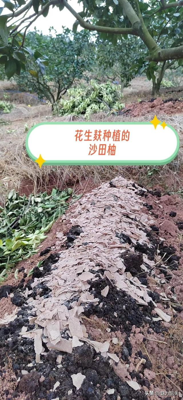 走，去韶关果园吃沙田柚！