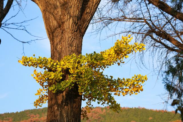 泰山普照寺，那最后的一树金黄