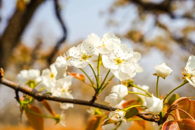 济南周边游|钢城区赏花地图上线啦,这三条旅游线路超有看头!