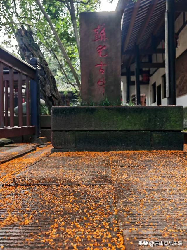组图｜眉山东坡：桂花开了