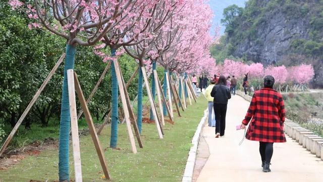 赏樱花除了去南溪山公园，桂林这个新晋网红地也超级好看！