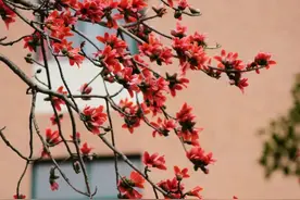 就地取材，回家煲汤？遇到它，千万不要再捡了！图片