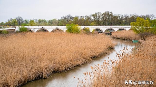 苇海接天，碧水连宵：郁洋淀原始湿地行记