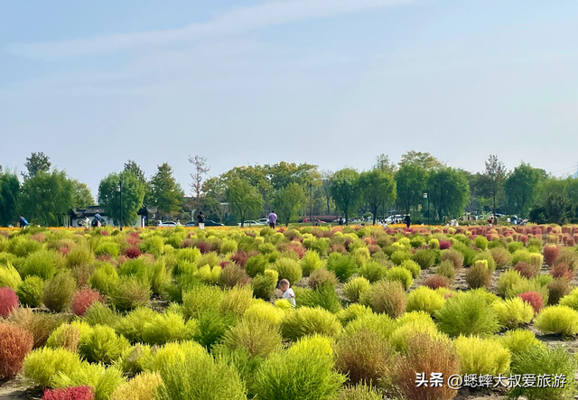 爱花小伙伴们：杭州湘湖花海盛放期来临，来免费嗅浪漫花香吧！