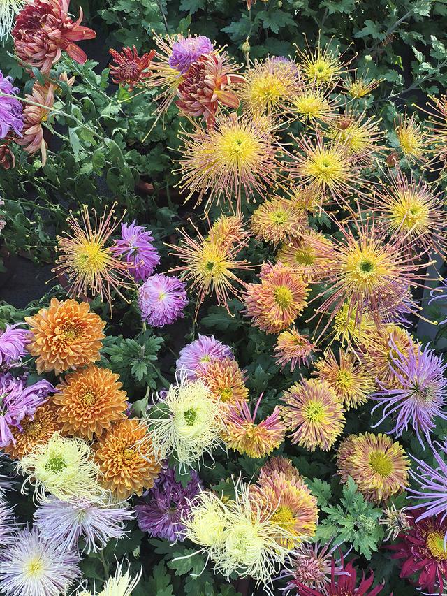 生活日常分享，独自赏花经历，以供大家娱乐