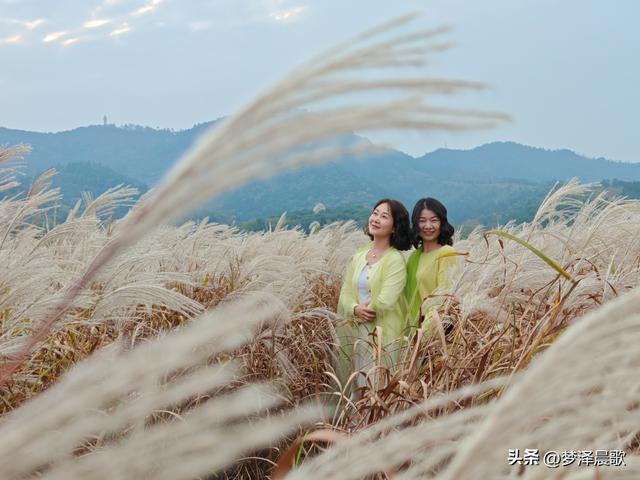 安陆：当银杏遇见芦苇 画框里的诗与远方