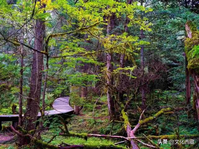 《西藏组画·牧羊人》卖出1.61亿！而你的西藏旅行是无价的！