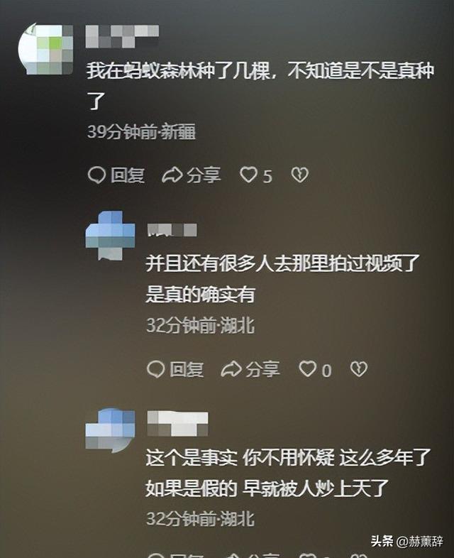 马云现身蚂蚁森林，大口吃西瓜，现场杂草丛生，跟2016年对比明显