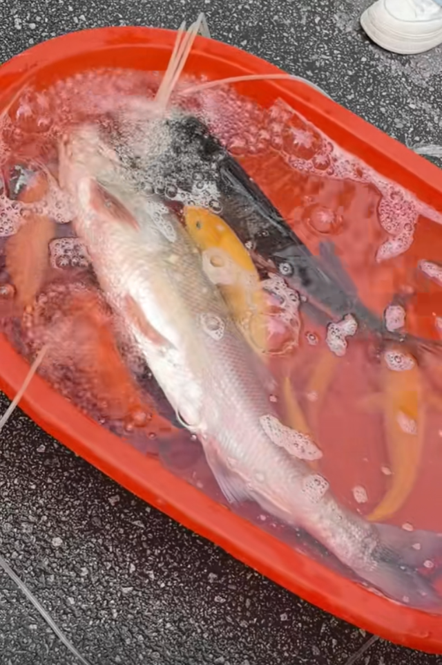 100多斤的翘嘴鱼 100多斤的翘嘴鱼多少钱