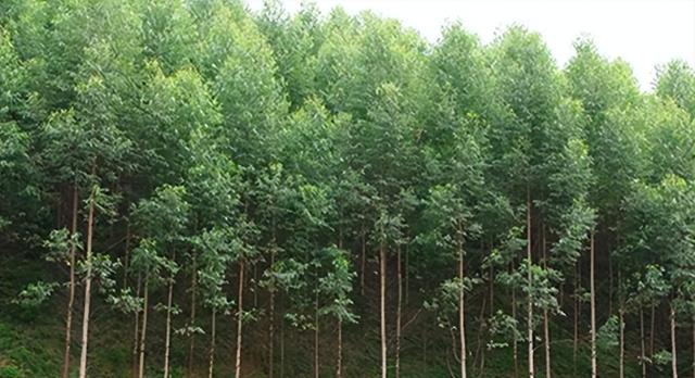 日本和美国早已禁种，中国为何依然大力种植？背后原因不简单