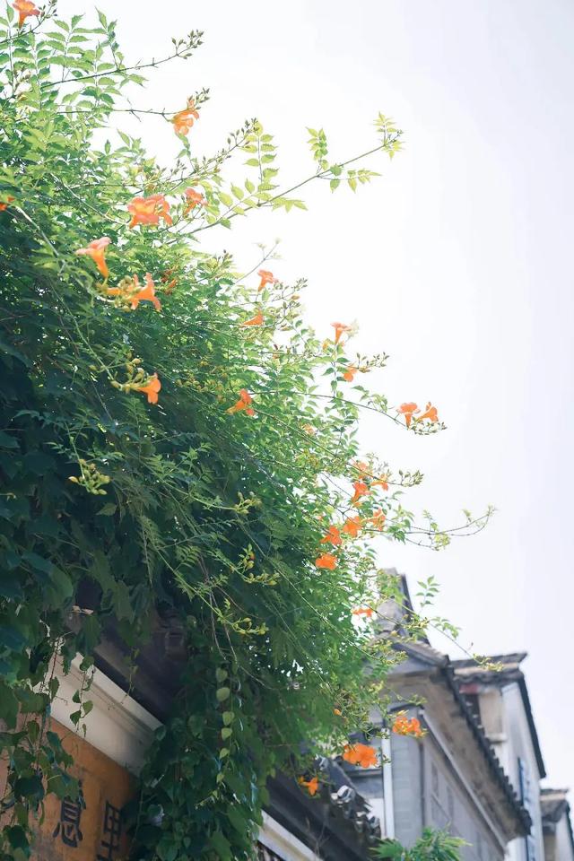 夏日限定凌霄花！带上这份指南来打卡