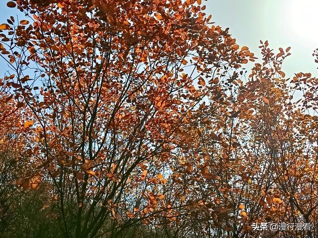 看红叶不怕晚，东焦村红叶正当时