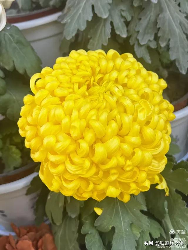 李友珍||岁月倏然·菊韵飘香——紫竹院公园的菊展