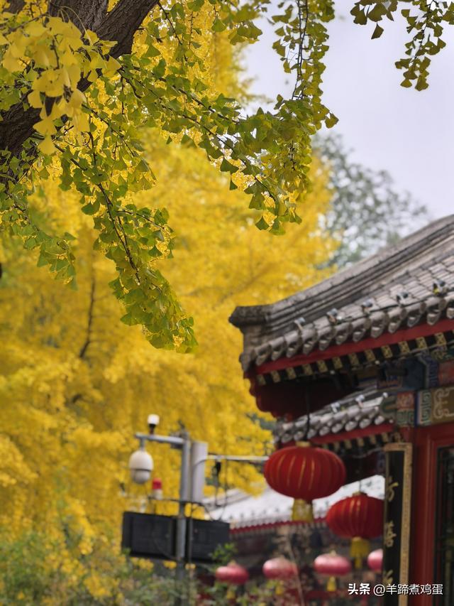 秋风独宠一园菊，晚来香艳出樊篱——北京北海公园2025年菊花展