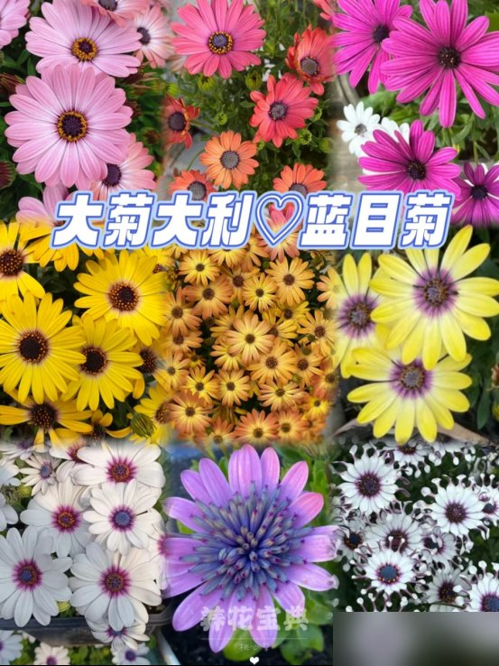 阴花不能进阳宅！这5种花“打死”也不养，家里若有？快挪走！