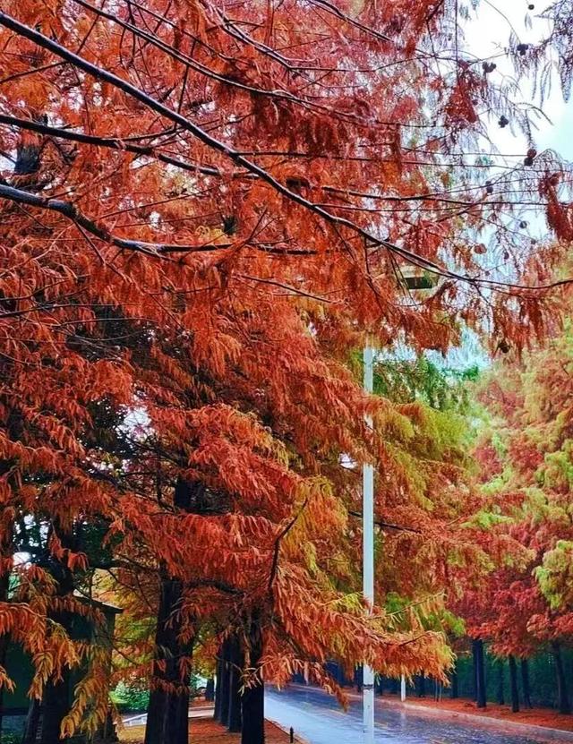 寻美薛城丨斑斓醉人！水杉披“红装”，冬日里的诗意画卷！