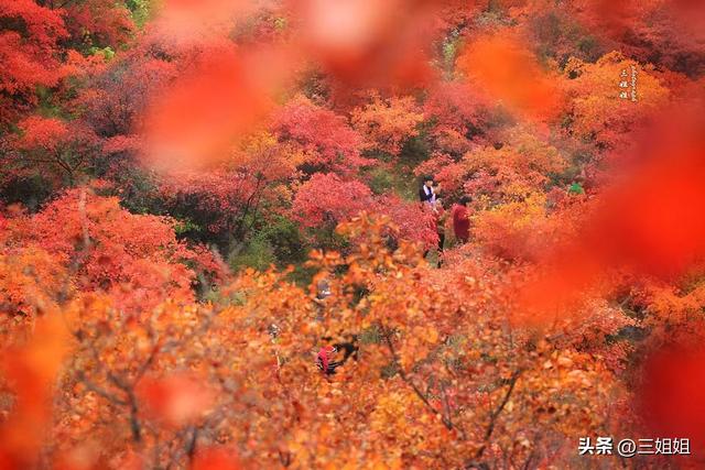 中原红叶的巅峰之作，空气都是红的
