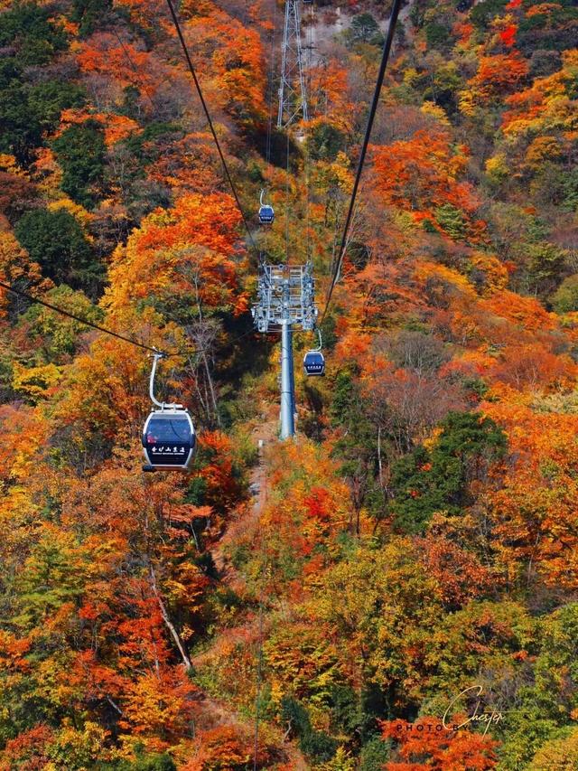 追了光雾山的红叶，这个秋天没白过！