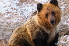 西藏发现身高2米的“折蒙”，用利爪挖洞捕食鼠兔，一年吃3000只图片