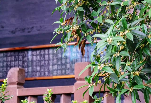 没错！诸葛亮回武侯祠了！