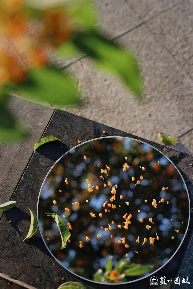 桂香满城！苏州桂花赏花地图来了！
