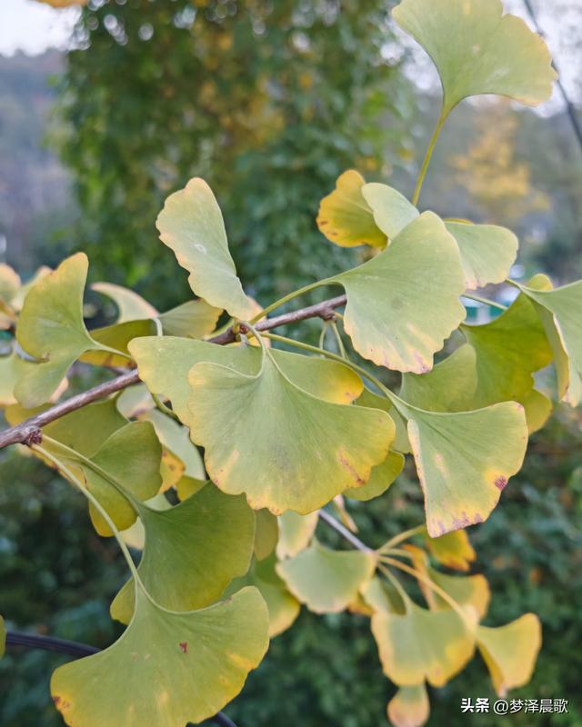 湖北随州，千年银杏谷 自然与人文的诗意交响