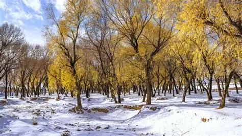 11月7日立冬，"上午立冬柴米空 下午立冬单衣冬"，今年立冬在哪？