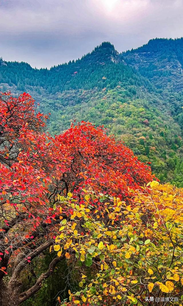 实拍！红的橘的黄的，整个淄博“燃”起来了！这些路段落叶缓扫→