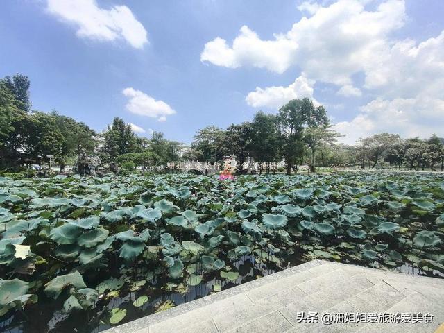 夏末游玩惠州丰渚园：古筑映荷添雅，尾季荷花“私藏”角度显惊艳