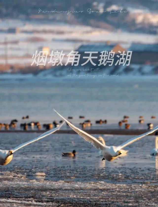 山东荣成：天鹅与海鸥齐飞，这座低调滨海城，藏着北纬37°的浪漫