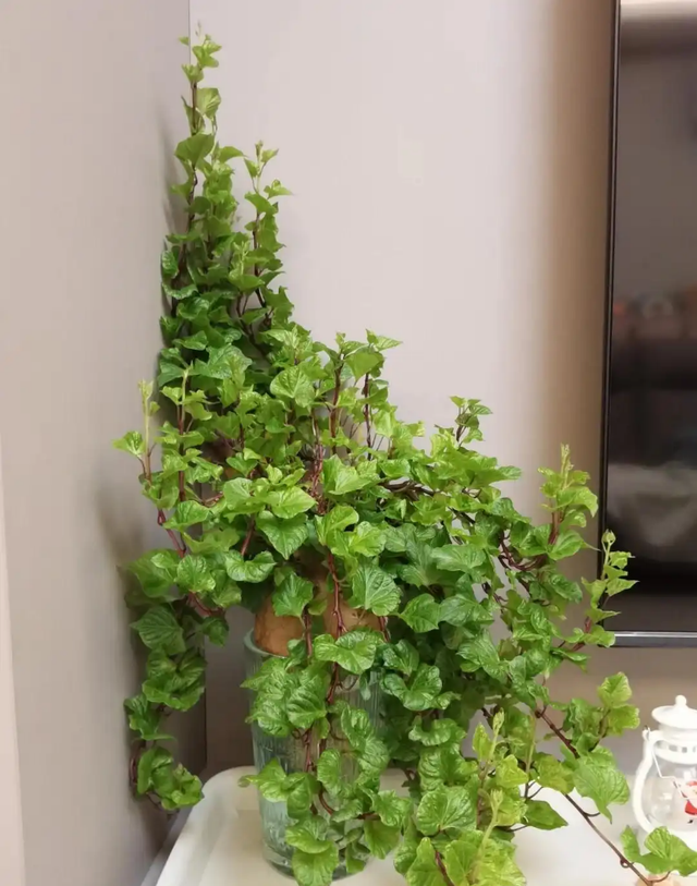 陕西一男子，晒“客厅红薯瀑布”走红，网友：我以为是塑料装饰品