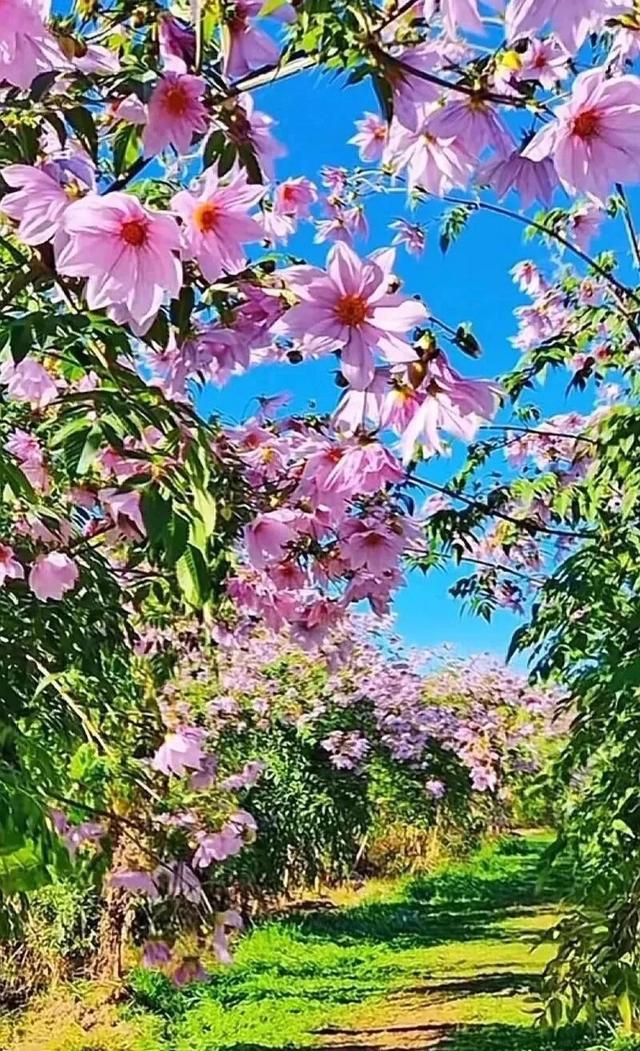 初冬限定，三家村水库邂逅油画级大丽花海