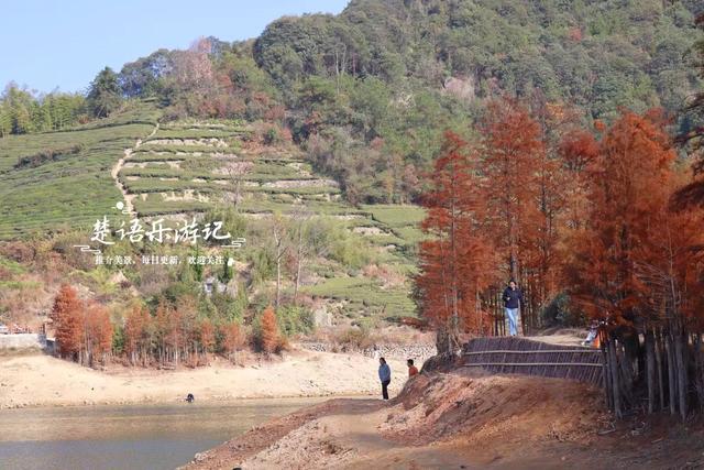 浙江绍兴的网红水库，因红杉胜境而出圈，具体怎么游请看详细攻略