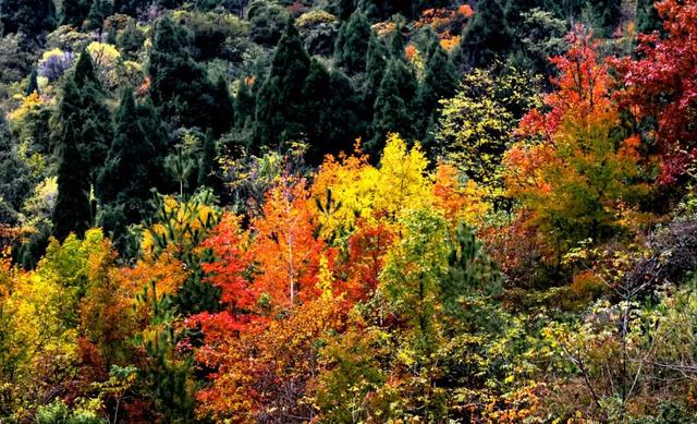 2025利州秋色，每一帧都是限定浪漫