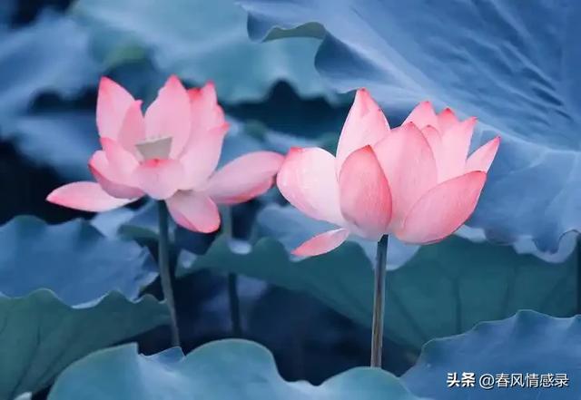孩子的成长离不开父母陪伴，家庭教育到底有多重要？