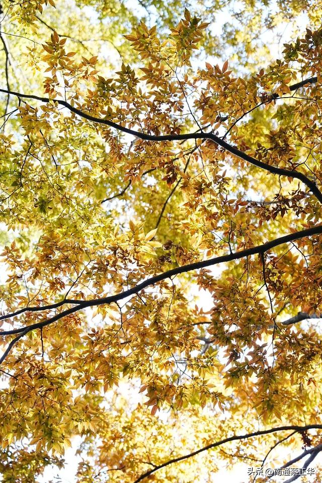如东的秋天，都藏在这里了→