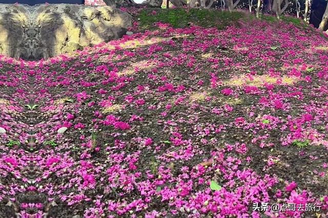 成都温江最美紫薇花大道，壮观色彩斑斓，不要门票，地铁公交直达