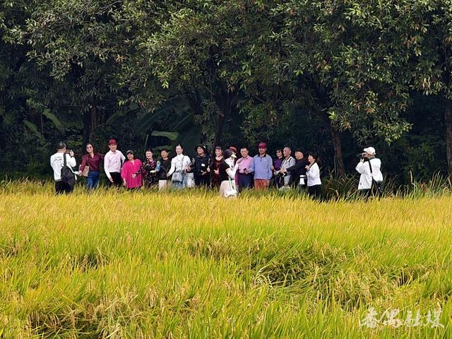番禺区这片稻田变身网红打卡地，地铁直达“金色浪漫”游客纷至沓来