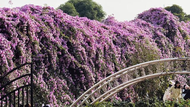 南宁花卉公园，错过这花期要再等一年！重点是不用门票！
