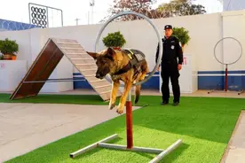 “汪汪队”立大功！找回走失人员40余名图片