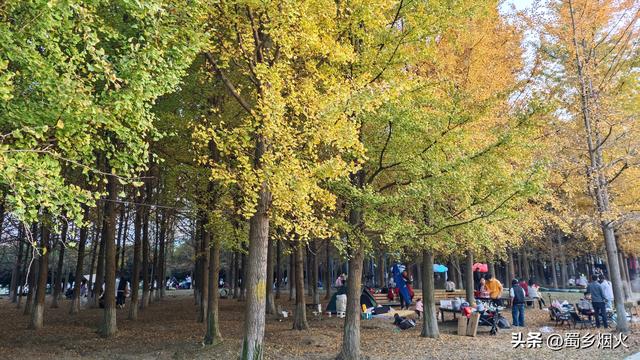 带你走进成都沐光森林，银杏的童话世界，金色的梦境