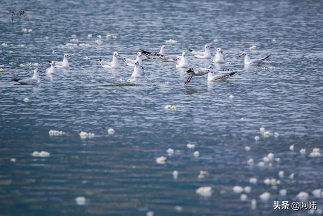 洱海边有个半圆形广场,不仅立着渔家女雕像,还是海鸥争宠的地方