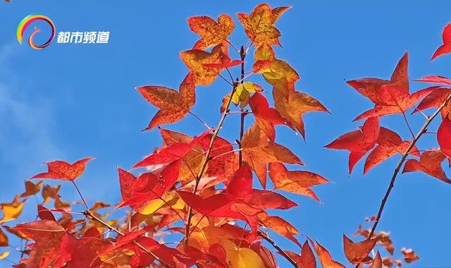 红了！昆明这里迎来枫叶最佳观赏期！季节限定打卡仅剩两周，速来