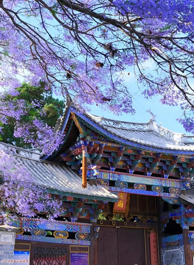 错过等一年!巍山古城藏着一场蓝紫色浪漫