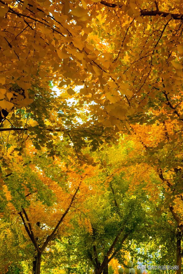 银杏季，一场不用预约的金色盛宴！