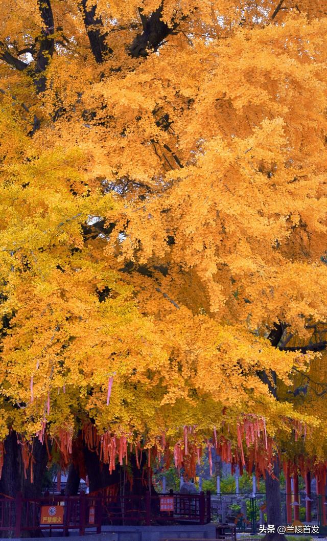 好客山东好品山东｜立冬至，最后一抹兰陵秋色打包送给你~