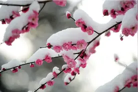 古琴曲《梅花三弄》图片